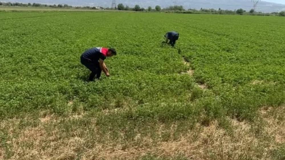 Aydın&rsquo;da kuraklıkla m&uuml;cadele &ccedil;alışmaları s&uuml;r&uuml;yor