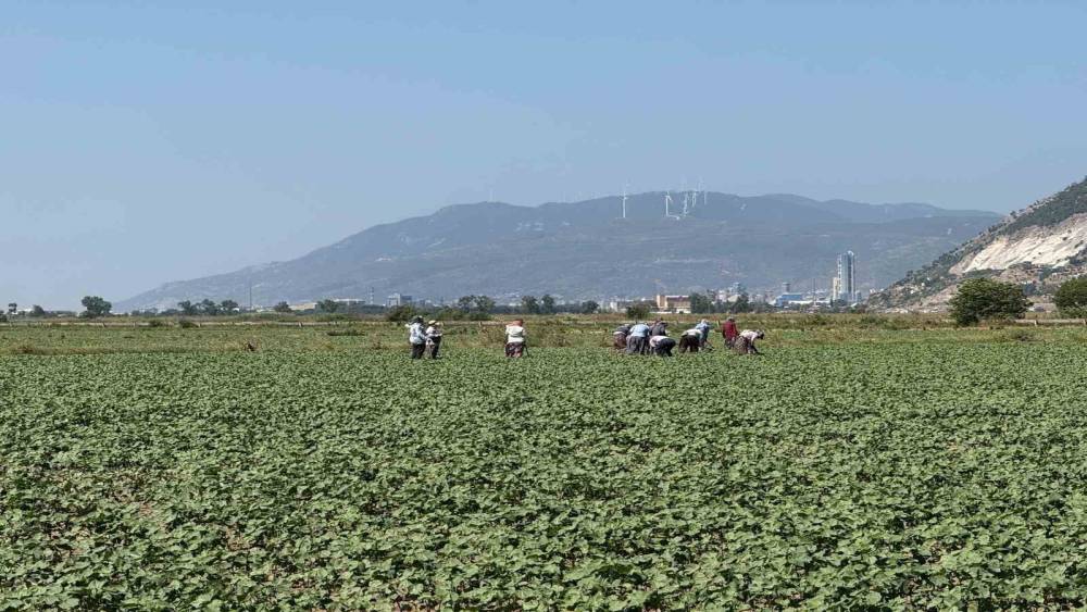 Germencik’in pamuklarında zararlılar kontrol altında