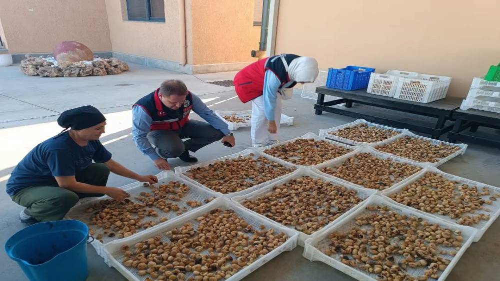 Aydın incirinin kalitesi i&ccedil;in denetimler s&uuml;r&uuml;yor
