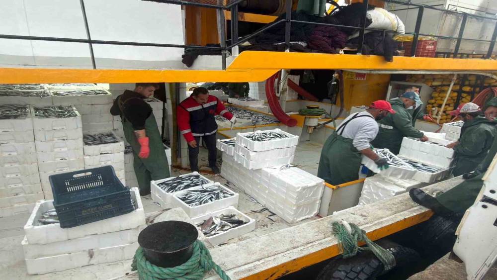 Didim&rsquo;de hamsi kotası denetimleri s&uuml;r&uuml;yor
