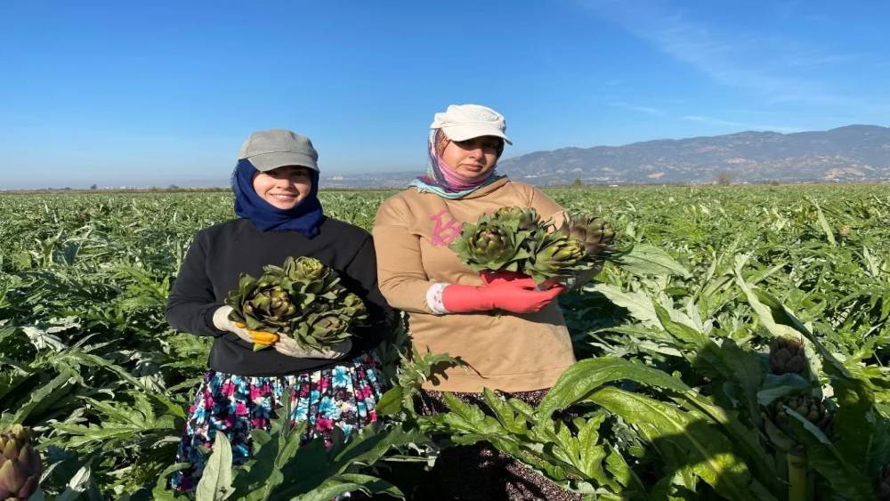 Coğrafi İşaretli Aydın Enginarı&rsquo;nda yılın ilk hasadı yapıldı