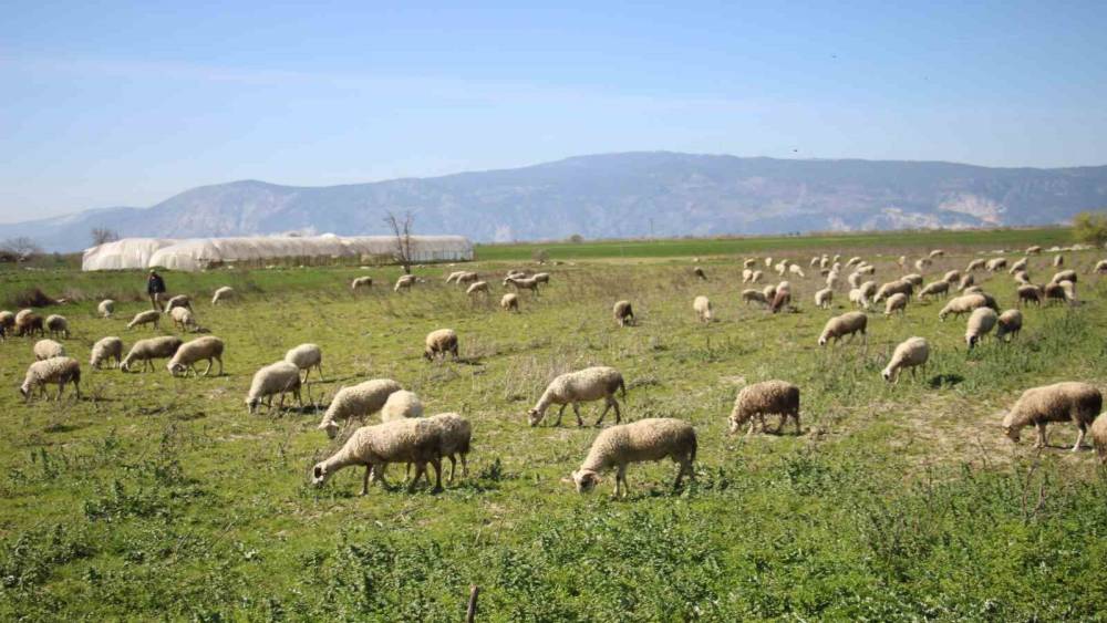 S&ouml;ke&rsquo;de yetiştiricilere destekleme icmali uyarısı
