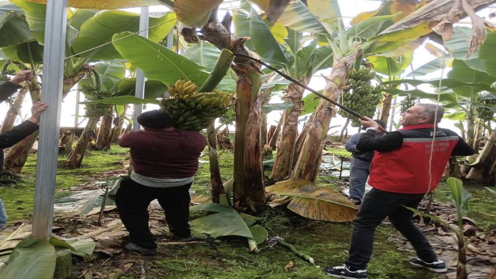 Efeler&rsquo;de muz hasadı başladı
