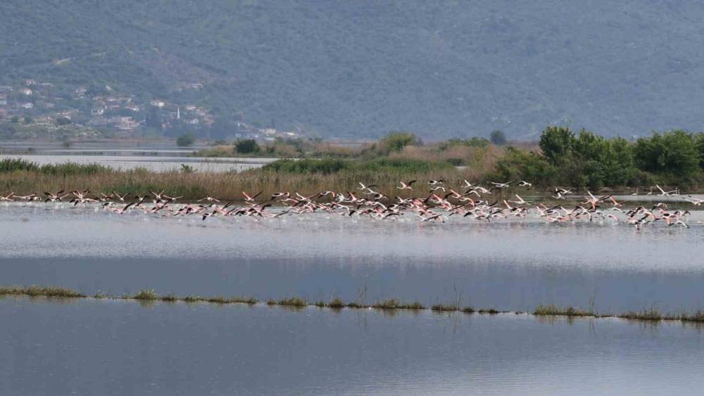 Su altında kalan arazilerde flamingolar g&ouml;rsel ş&ouml;len oluşturdu