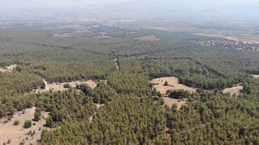 Karacasu Kaymakamlığı’ndan ’Ormana Giriş Yasağı’ hatırlatması
