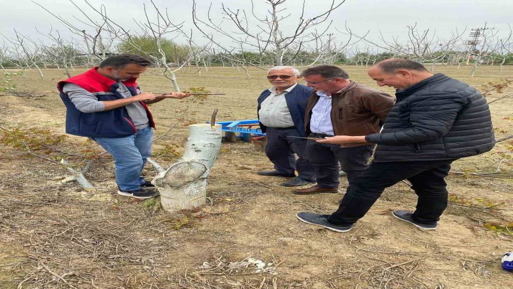 Ko&ccedil;arlı&rsquo;da &uuml;reticilere "Cevizde Aşılama" eğitimi verilecek
