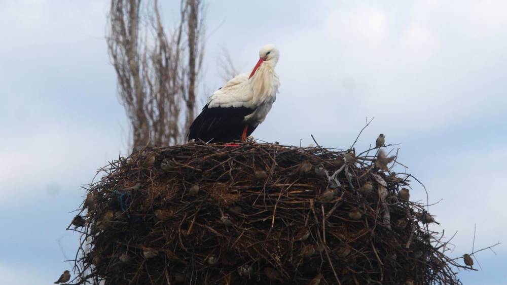 Yılın ilk leylekleri gelmeye başladı, ilk g&ouml;ren 1 &ccedil;uval unu kaptı