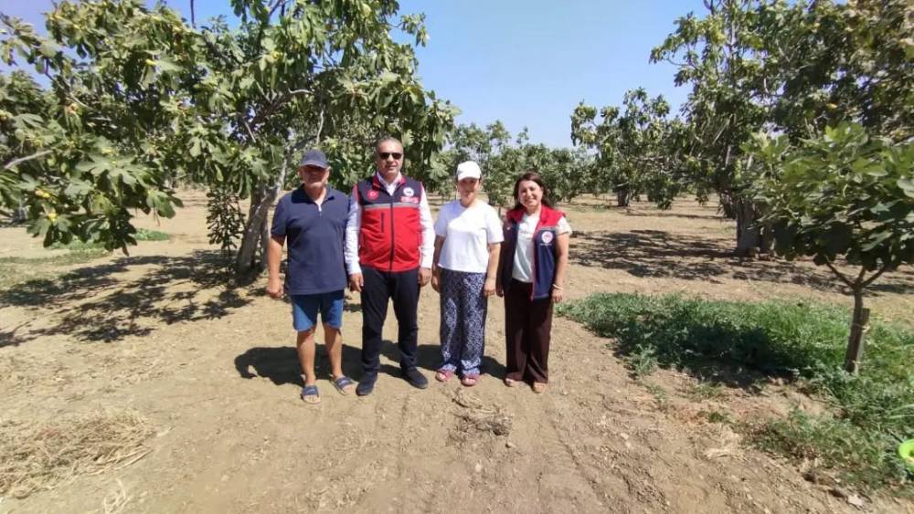 Aydın incirinin kalitesi i&ccedil;in sahada sıkı takip
