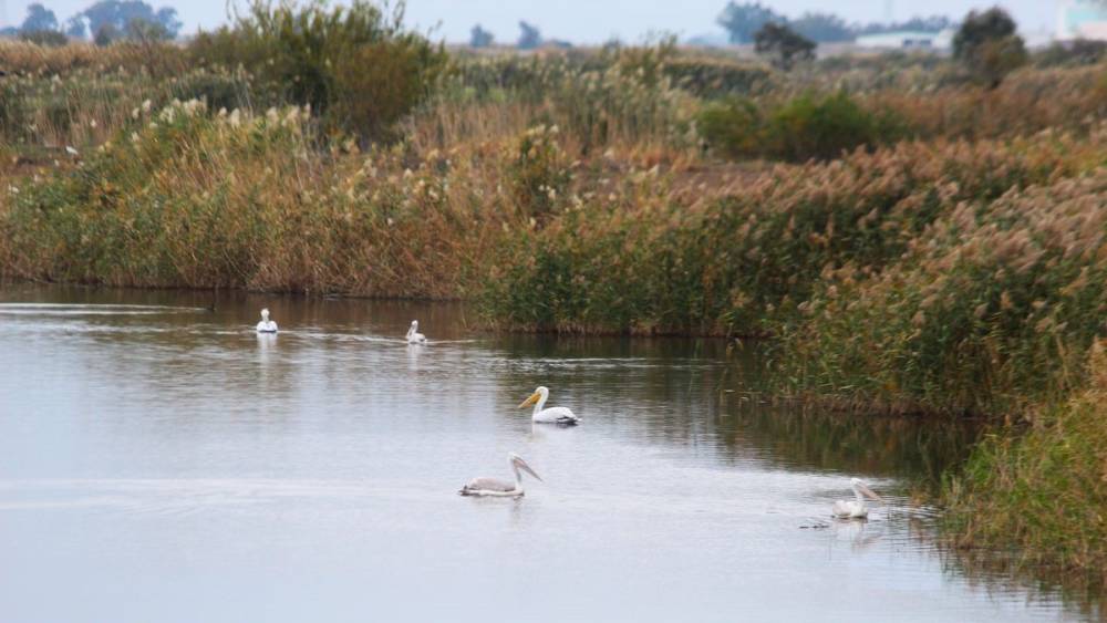 EKODOSD Başkanı S&uuml;r&uuml;c&uuml;: S&ouml;ke Ovası antik d&ouml;nemdeki deniz g&ouml;r&uuml;n&uuml;m&uuml;ne d&ouml;nd&uuml;
