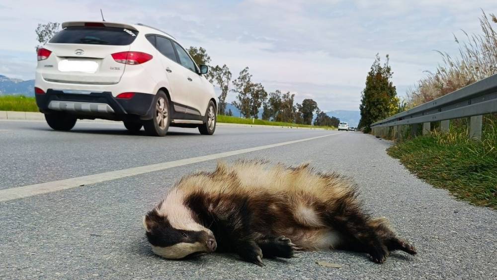 Aracın &ccedil;arptığı porsuk telef oldu
