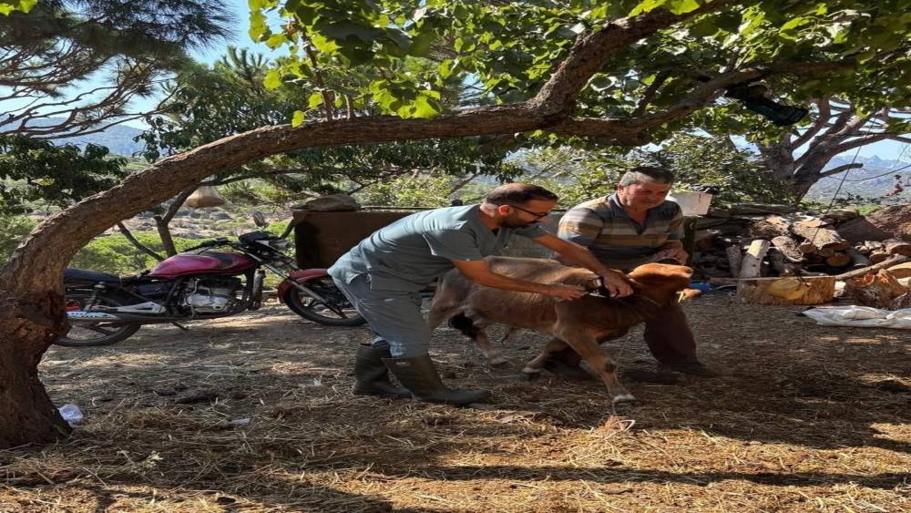 S&ouml;ke&rsquo;de sonbahar d&ouml;nemi şap aşılama &ccedil;alışmaları s&uuml;r&uuml;yor
