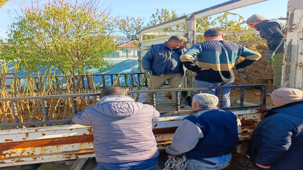 Ko&ccedil;arlı&rsquo;da &uuml;reticiye 4 bin incir fidanı dağıtıldı