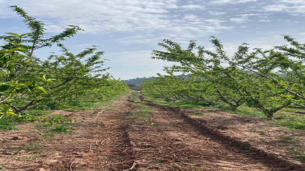 Ağa&ccedil;lar &ccedil;i&ccedil;ek a&ccedil;tı, bah&ccedil;elerde meyve tutumu takibi yapıldı
