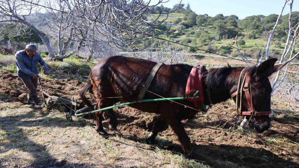 Gen&ccedil;ler k&ouml;y&uuml; terk edince iş yaşlılara kaldı

