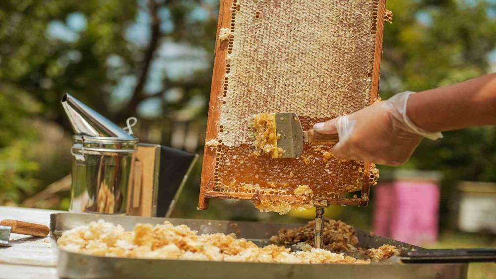 AYDIN’IN BALI MACARİSTAN SOFRALARINI SÜSLÜYOR