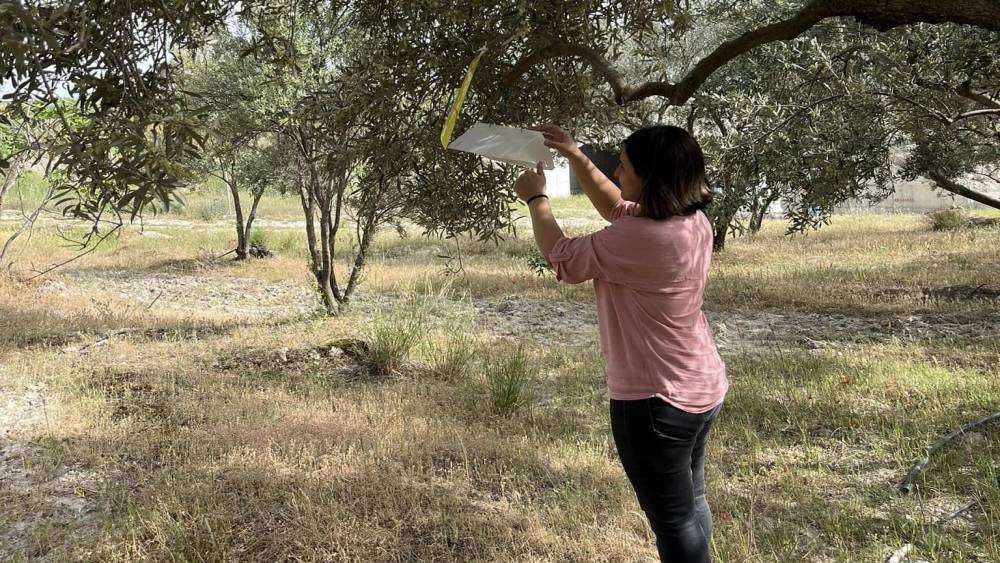 Kuyucak’ta zeytin güvesi uyarısı
