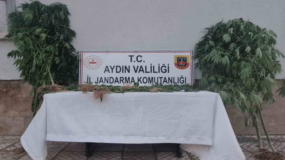 AYDIN'DA 28 KÖK KENEVİR ELE GEÇİRİLDİ 