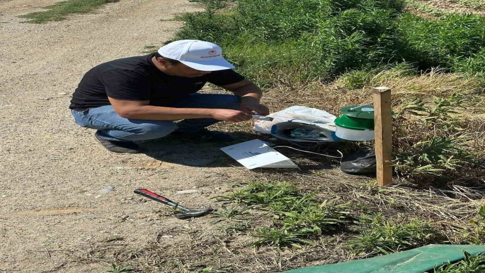K&ouml;şk&rsquo;te pamuk tarlalarına zararlı takibi i&ccedil;in monit&ouml;r tuzak kuruldu
