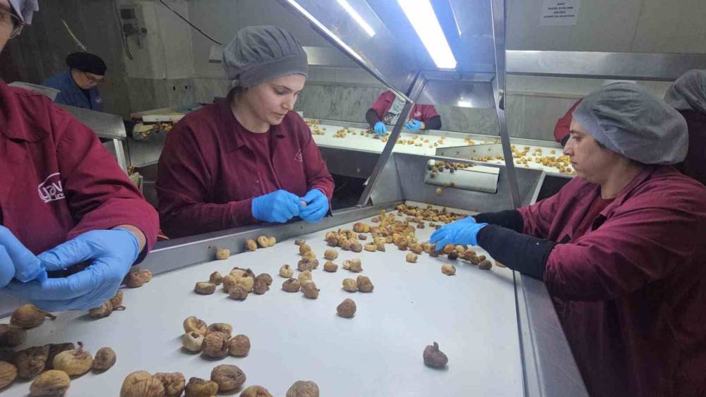 Nazilli Ticaret Odası’ndan incir için birlikte hareket etme çağrısı
