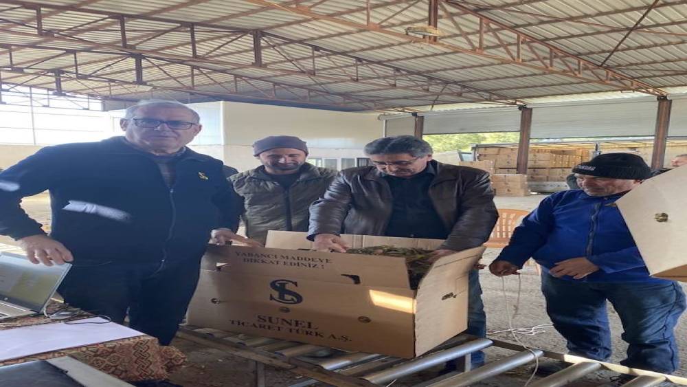 Karacasu&rsquo;da t&uuml;t&uuml;nler paketlenmeye başladı, &uuml;retici fiyatlardan dert yandı