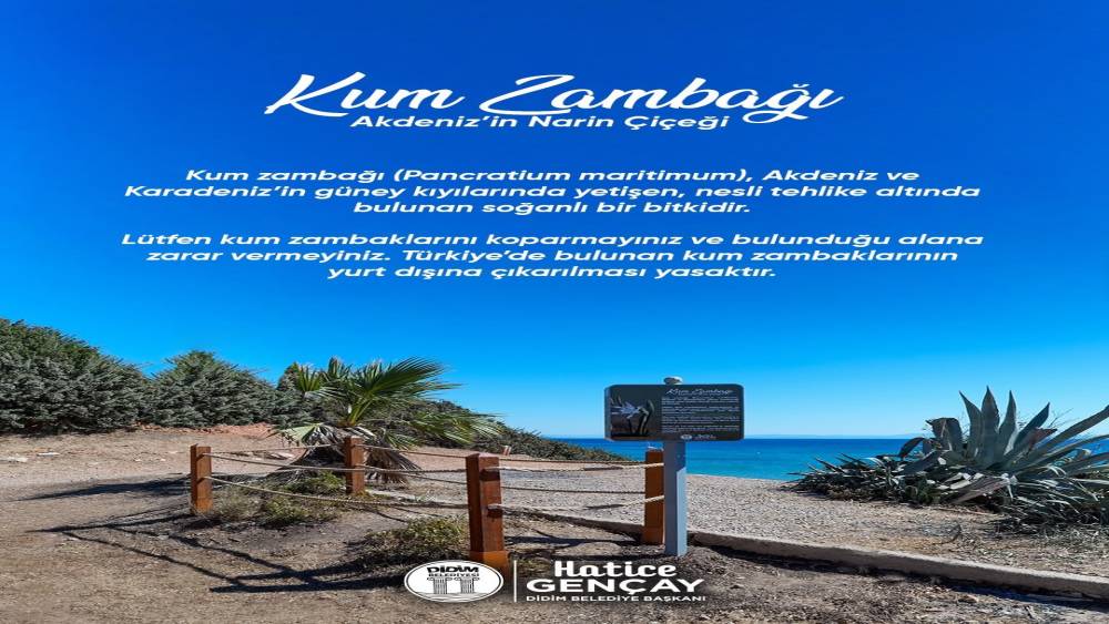 Didim Belediyesi Kum Zambağı&rsquo;nı koruma altına aldı
