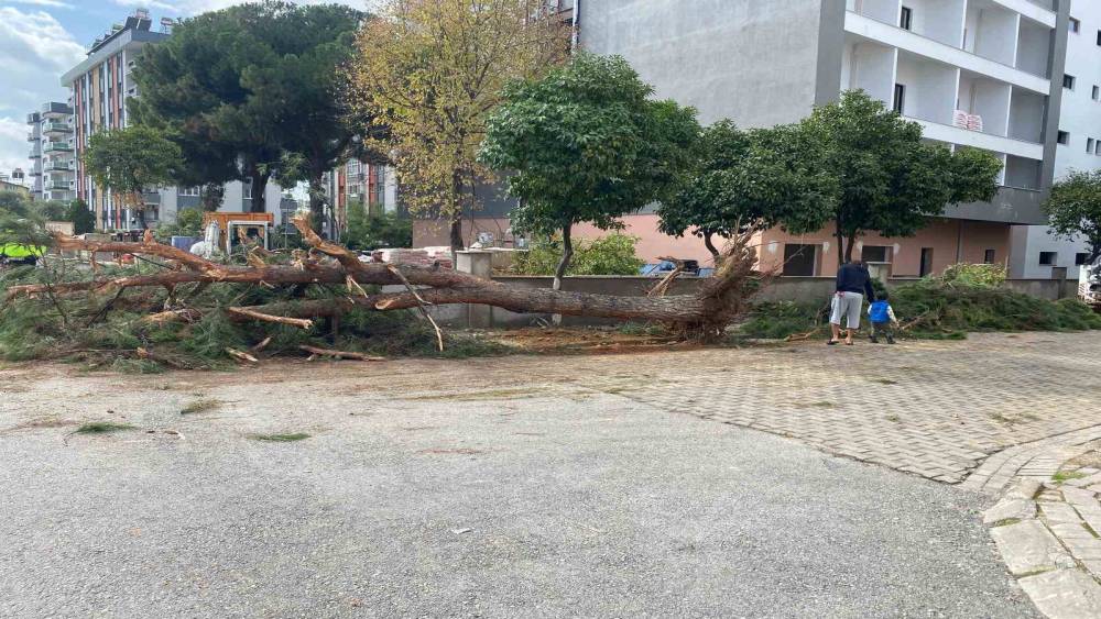 Kuruyan çam ağacı ağırlığa dayanamayarak yola devrildi