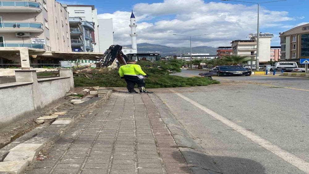 Kuruyan çam ağacı ağırlığa dayanamayarak yola devrildi