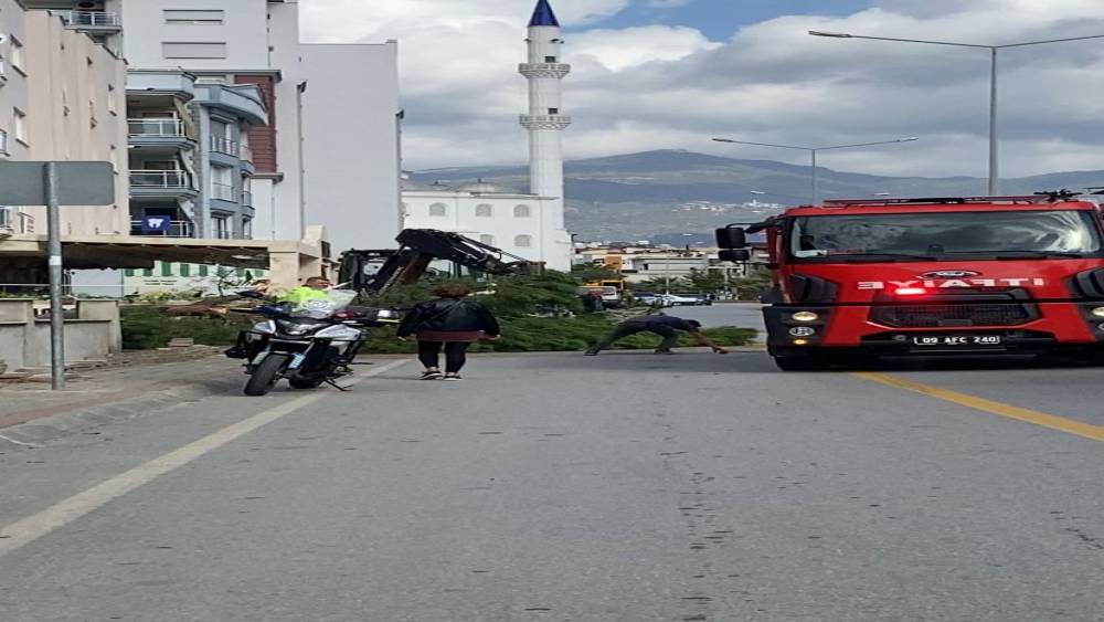 Kuruyan çam ağacı ağırlığa dayanamayarak yola devrildi