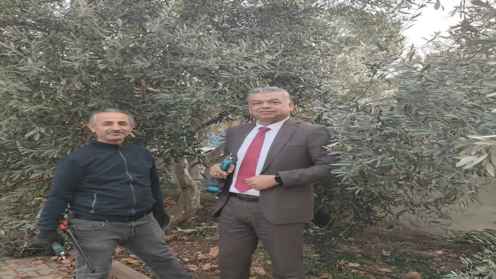 Sultanhisar&rsquo;da zeytin budama kursu başladı
