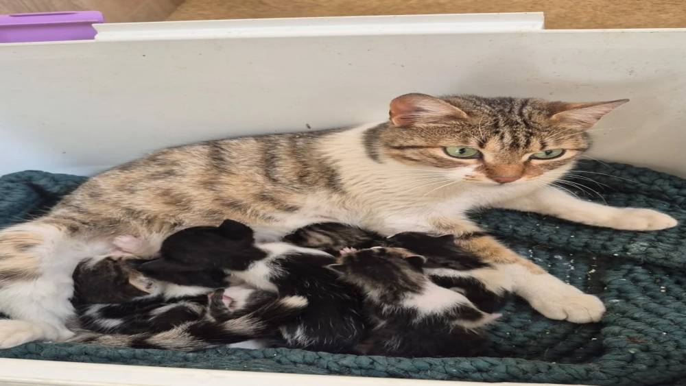 Germencik&rsquo;te can dostlar yeni yuvalarını arıyor
