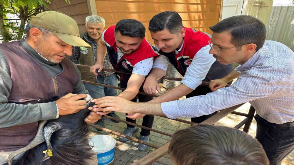 Kurban Bayramı &ouml;ncesi Bozdoğan hayvan pazarında sıkı denetim
