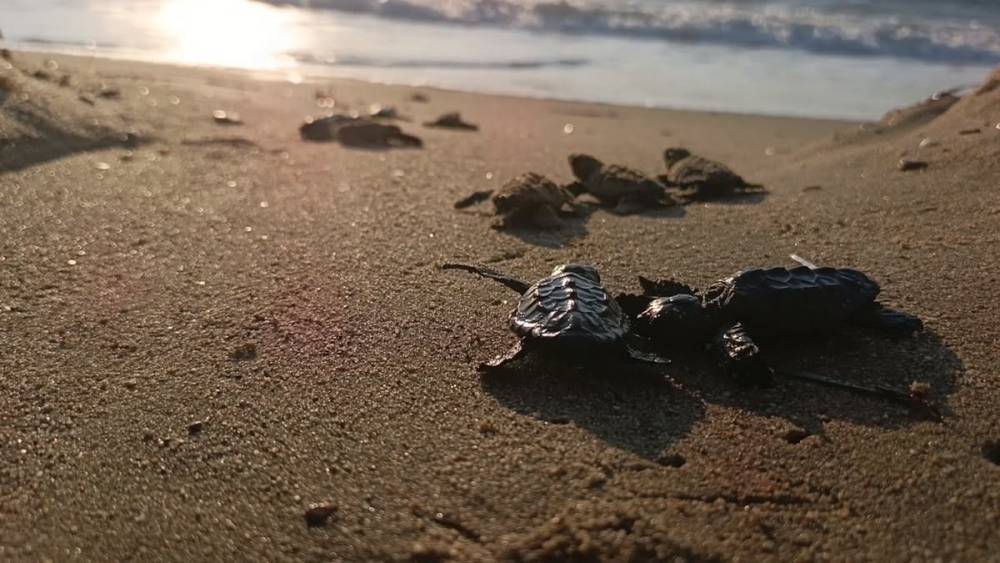 S&uuml;rpriz yuvadan 67 caretta caretta yavrusu &ccedil;ıktı
