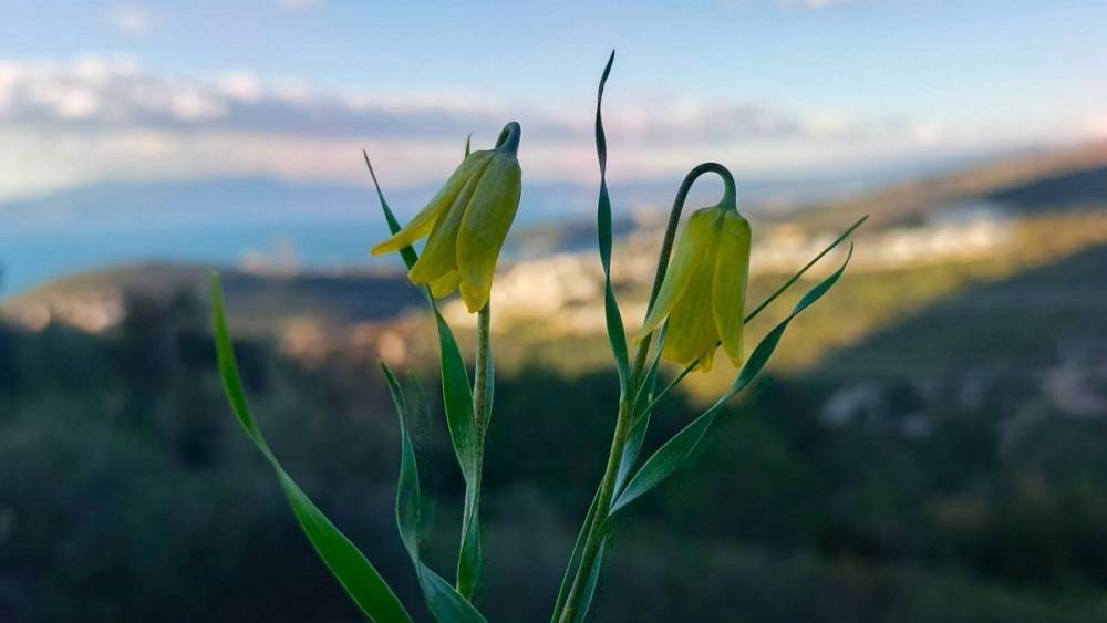 Ağlayan Gelinler &ccedil;i&ccedil;ek a&ccedil;tı
