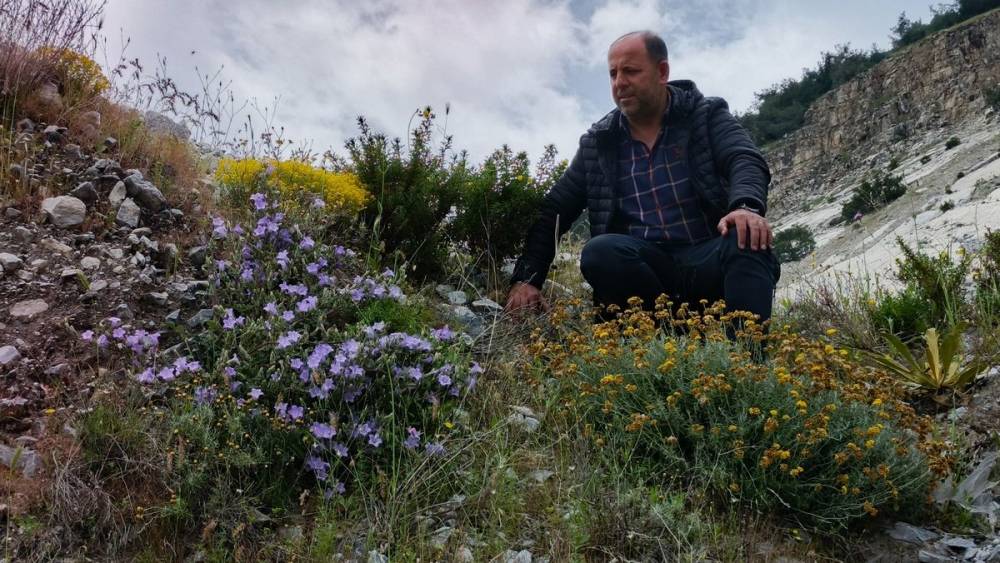 D&uuml;nyada sadece Aydın&rsquo;da yetişen &rsquo;K&uuml;&ccedil;&uuml;k &Ccedil;an&rsquo; yok olma tehlikesiyle karşı karşıya