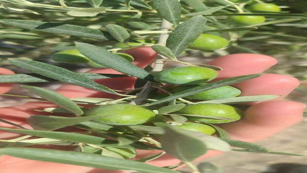 Didim&rsquo;de zeytin &uuml;reticilerine sinek uyarısı
