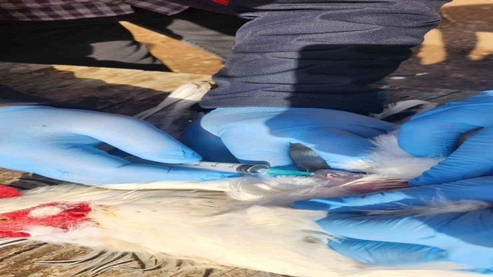 Söke’de kırsal mahallelerdeki tavuklardan kuş gribi numunesi alındı