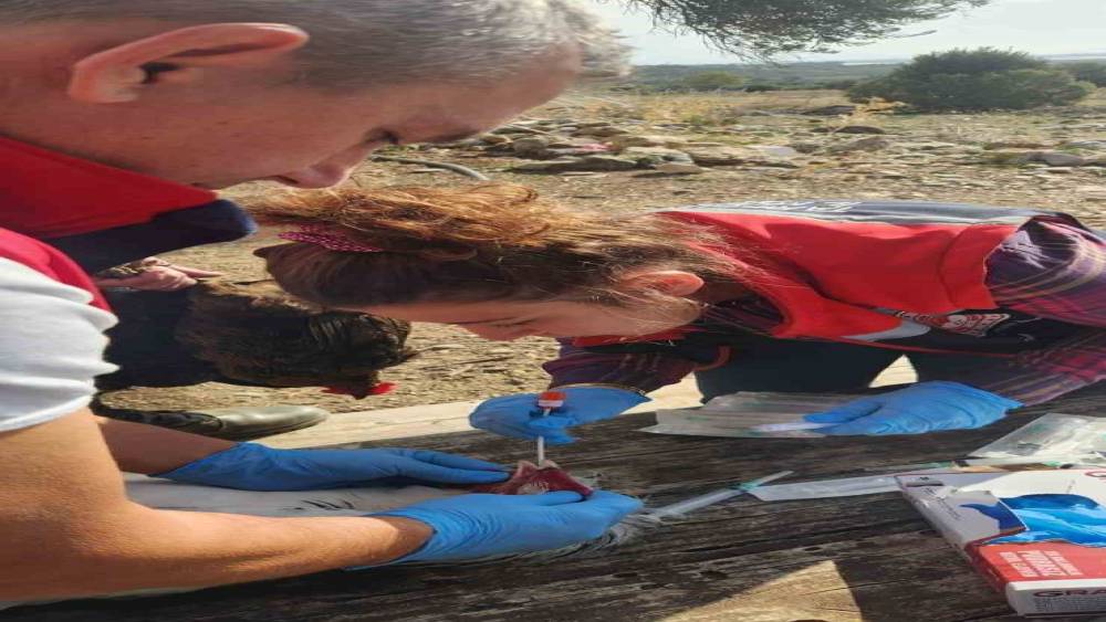 Söke’de kırsal mahallelerdeki tavuklardan kuş gribi numunesi alındı