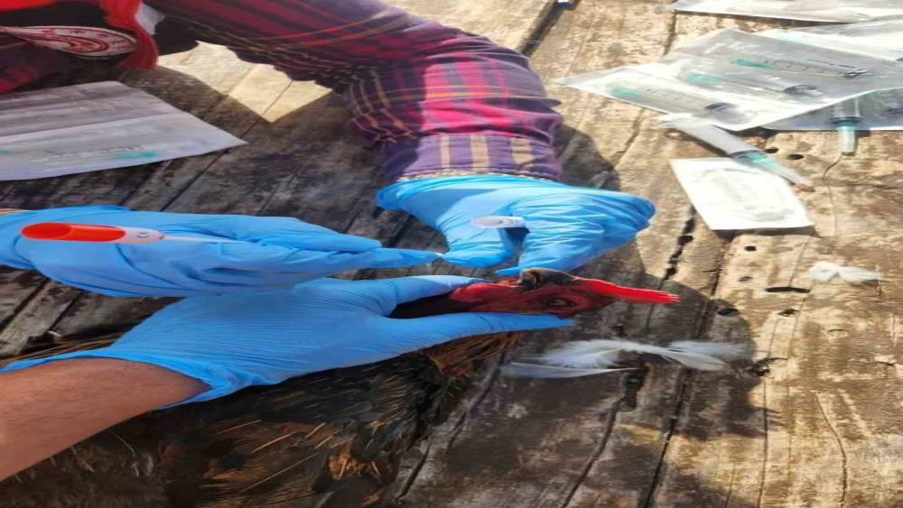 Söke’de kırsal mahallelerdeki tavuklardan kuş gribi numunesi alındı