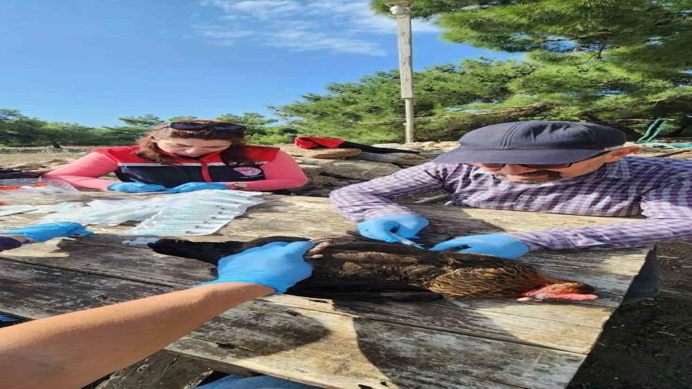 Söke’de kırsal mahallelerdeki tavuklardan kuş gribi numunesi alındı