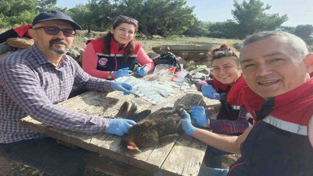 Söke’de kırsal mahallelerdeki tavuklardan kuş gribi numunesi alındı