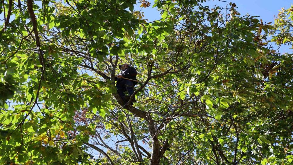 Aydın’ın dağlarında kestane sezonu sona erdi