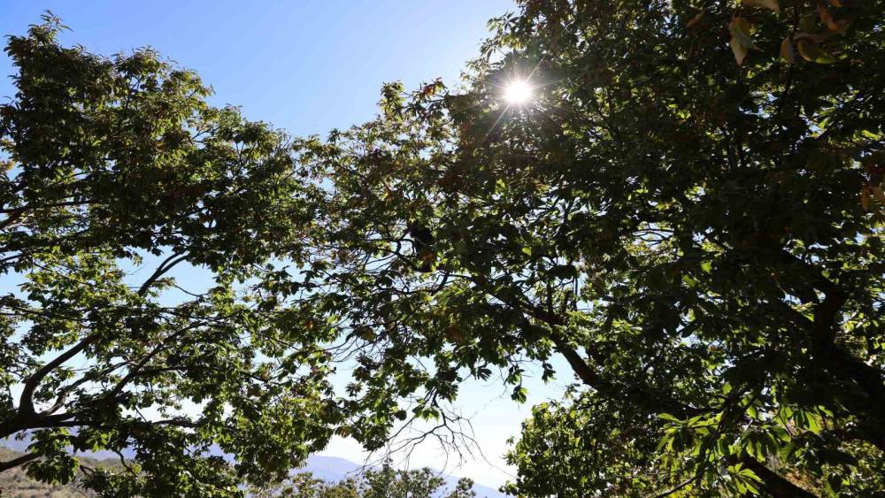 Aydın’ın dağlarında kestane sezonu sona erdi