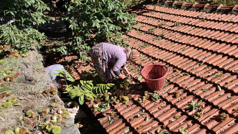 Aydın’ın dağlarında kestane sezonu sona erdi