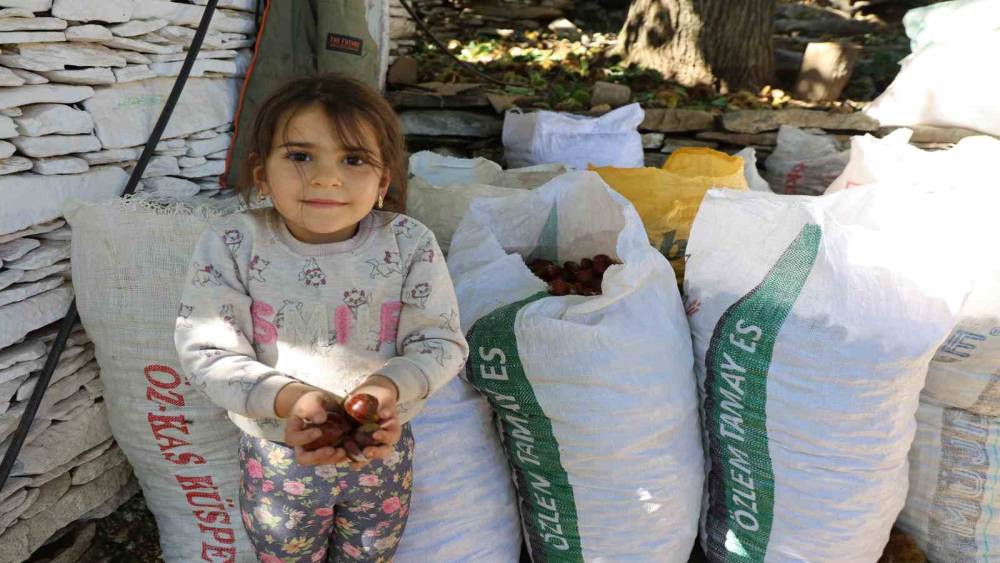 Aydın’ın dağlarında kestane sezonu sona erdi