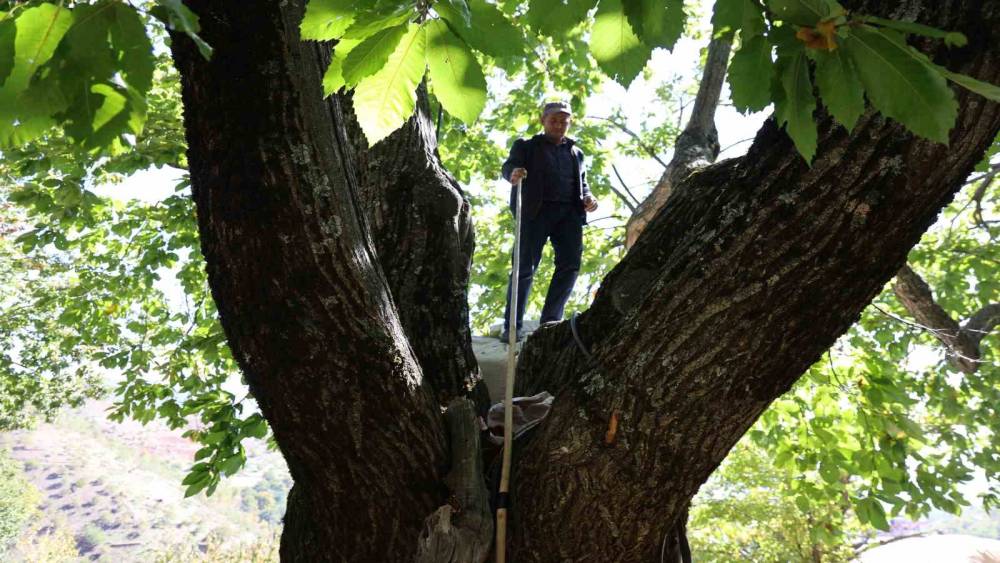 Aydın’ın dağlarında kestane sezonu sona erdi