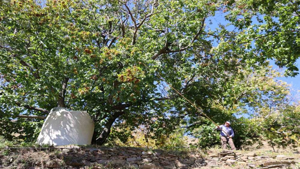 Aydın’ın dağlarında kestane sezonu sona erdi