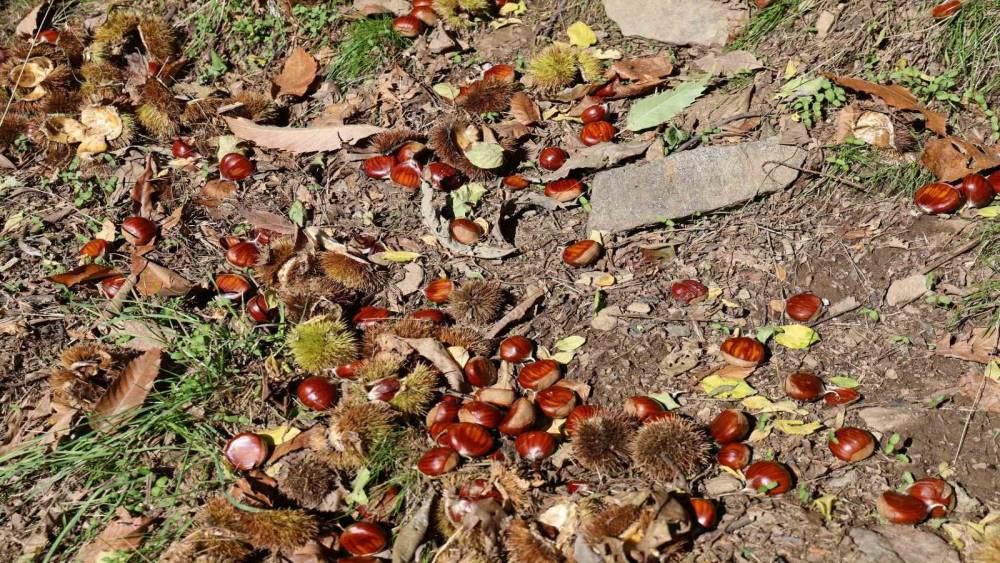 Aydın’ın dağlarında kestane sezonu sona erdi