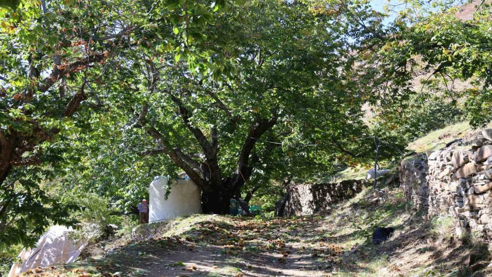 Aydın’ın dağlarında kestane sezonu sona erdi