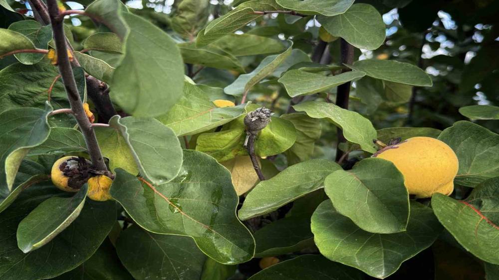 ZİRAİ DONDAN ETKİLENEN &Uuml;RETİCİLERE 54 MİLYON TL DESTEK YAPILDI