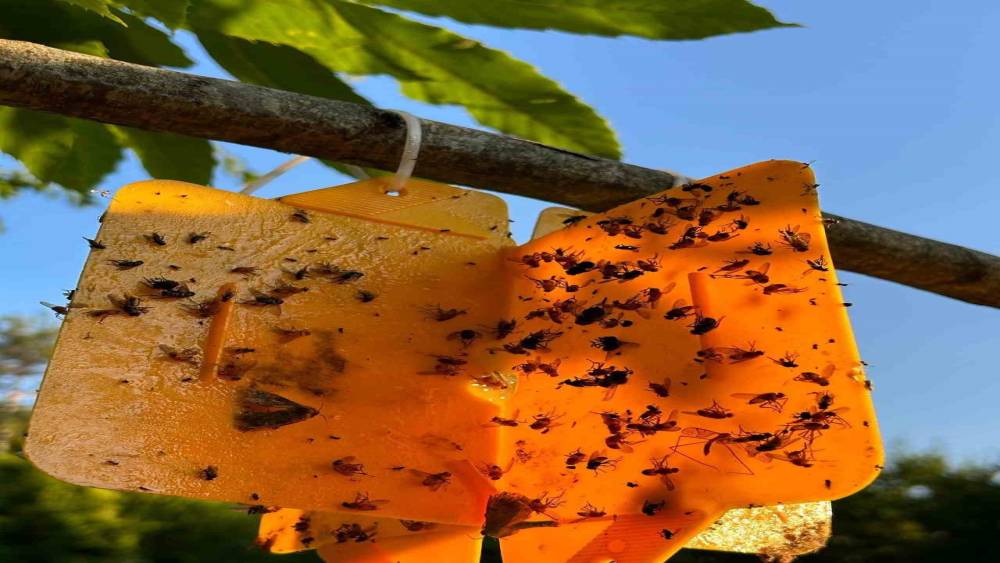 Nazillili üreticilere kestane gal arısı uyarısı